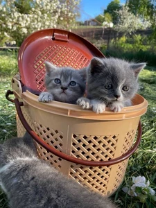 Шотландские страйты — прямоухие котята